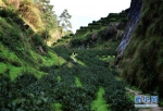 这是位于武夷山正岩核心区的牛栏坑茶园，茶园面积有限，每年产量也就1000多斤(3月13日摄)。新华社记者 魏培全 摄 - 福建新闻