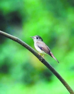 厦门增加鸟类鸟种纪录 迷路“褐胸鹟”鹭岛快闪 - 新浪