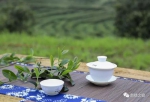 茶香四溢茶旅相融 南靖茶旅文化节开采吸引八方游客 - 新浪