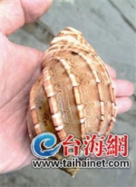 厦门市场现罕见海螺 高颜值和美味于一身(图) - 新浪