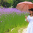 福州花海公园柳叶马鞭草盛开 市区里的紫色花田 - 新浪