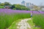 福州花海公园柳叶马鞭草盛开 市区里的紫色花田 - 新浪