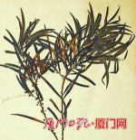 1922年采集的相思树标本。（陈恒彬 供图） - 新浪