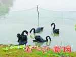 厦大芙蓉湖畔黑天鹅忙孵化 校方设提示牌围出产房 - 新浪