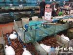 福州一家超市的小龙虾每500克售价19.9元。 - 新浪