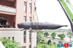 厦门:抹香鲸标本34年来首次搬家 重达3吨长12.6米 - 新浪