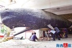 厦门:抹香鲸标本34年来首次搬家 重达3吨长12.6米 - 新浪