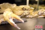 图为“神奇的盔甲武士”螃蟹博物馆的螃蟹标本 李思源 摄 - 福建新闻