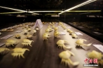 螃蟹博物馆落户厦门曾厝垵 展示世界上最大型螃蟹 - 新浪