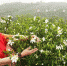 6月2日，游客在福鼎市贯岭镇茗洋村栀子产业基地采摘栀子花。 - 新浪