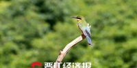 中国“最美林鸟”现身晋江 福建成它全球最北繁殖地 - 新浪