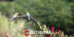 中国“最美林鸟”现身晋江 福建成它全球最北繁殖地 - 新浪