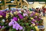 北京世园会福建馆里展出了品种繁多的花卉。新华网发（黄海 摄） - 新浪