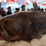 6月17日，重约320公斤的石斑鱼亮相交易会。中新社记者 吕明 摄 - 福建新闻