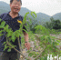 荒滩地变百果园 台湾农民在福州成功试种50多种新品水果 - 新浪