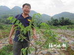 荒滩地变百果园 台湾农民在福州成功试种50多种新品水果 - 新浪