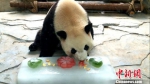 大熊猫 供图 - 福建新闻