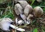 龙岩有人吃野蘑菇1死10伤 这些蘑菇不要碰 - 新浪