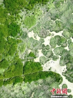 无人机航拍互花米草侵占滩涂、包围红树林的情形。供图 - 福建新闻