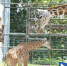 福州动物园首次成功繁殖长颈鹿 出生满月身高一米八 - 新浪