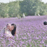 翔安香山郊野公园紫色马鞭草绽放 浪漫气息迎面扑来 - 新浪