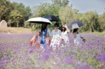 翔安香山郊野公园紫色马鞭草绽放 浪漫气息迎面扑来 - 新浪