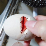 家养老母鸡生下血红色蛋清的蛋 医生建议不食用 - 新浪