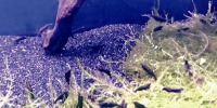 ◆黑钻虾 - 新浪