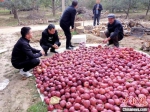 甘肃省临夏州永靖县是有名的瓜果之乡，有30多年的苹果种植历史，其红富士、乔纳金等苹果深受消费者青睐。供图 - 福建新闻