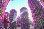 图为近日，在龙海市九湖镇木棉村一处花圃里，花农正给三角梅浇水。 - 新浪