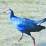 厦门湾南岸首现“最美水鸟” 第一次在漳州被拍到 - 新浪