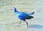 厦门湾南岸首现“最美水鸟” 第一次在漳州被拍到 - 新浪