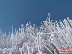 三明市的建宁金铙山迎来了今年入冬后的首场雾凇。供图 - 福建新闻