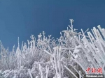 三明迎今年入冬以来首场雾凇 晶莹剔透银色花朵(图) - 新浪