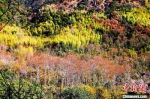 　　保护区内植物呈现多样性。　王东明 摄 - 福建新闻