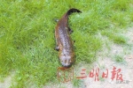 失踪30年的“国宝”娃娃鱼重现三明鸣溪省级湿地公园 - 新浪