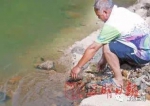 失踪30年的“国宝”娃娃鱼重现三明鸣溪省级湿地公园 - 新浪
