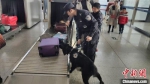 警犬“黑风”已经第6年参加春运安保。图为在福州火车站，工作中的程代星和“黑风” 严万星 摄 - 福建新闻