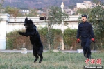 警犬“黑风”已经第6年参加春运安保。图为在玩耍的过程中，程代星和“黑风”变得亲密。　严万星 摄 - 福建新闻