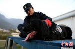 警犬“黑风”已经第6年参加春运安保。图为日常训练中，训导员程代星在观察警犬“黑风”的细微举动。　严万星 摄 - 福建新闻