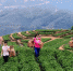 资料图：福建泉州安溪县采茶女到海拔上千米的茶山上采摘上等茶叶。王东明 摄 - 福建新闻