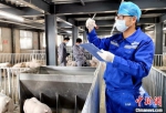 海关驻场兽医官开展进境种猪采样送检工作。　游锦洲 摄 - 福建新闻
