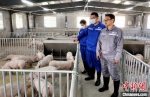 海关驻场兽医官开展进境种猪健康状况日常巡查工作。　游锦洲 摄 - 福建新闻