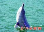 白海豚连续6天在厦门海域出现 反映海洋生态环境变好 - 新浪
