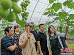 图为乡村振兴指导员与党员群众实地察看葡萄产业发展情况。　寿宁县委组织部 供图 - 福建新闻