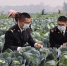 莆田海关关员对出口保鲜蔬菜进行检疫。　福州海关供图 摄 - 福建新闻
