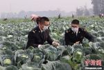 莆田海关关员对出口保鲜蔬菜进行检疫。　福州海关供图 摄 - 福建新闻