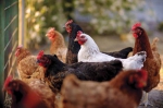 福州厦门将逐步取消活禽交易 全面推行禽产品冰鲜上市 - 新浪