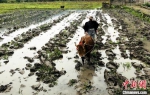 农夫正驱赶着老牛下田耕作。 连城县融媒体中心供图 - 福建新闻