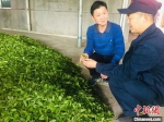 　4月18日，武夷山茶业局局长林建江(左)与制茶师沟通中。　张丽君 摄 - 福建新闻